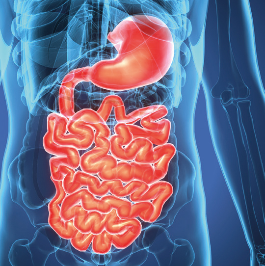 Gastroenterit